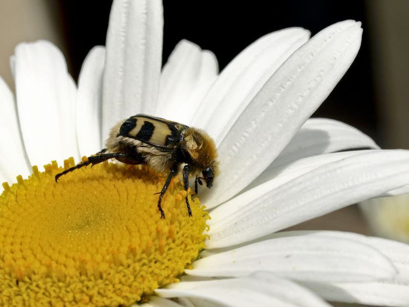 Une plante, une bestiole 2012-07-08_Coleoptere_marguerite