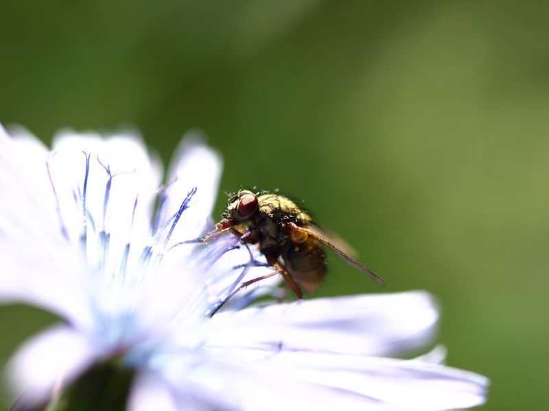 Une plante, une bestiole 2012-07-25_Mouche_Fleur