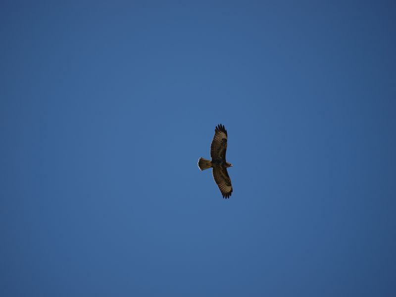 Buse en chasse 2012-08-08_Buse_02