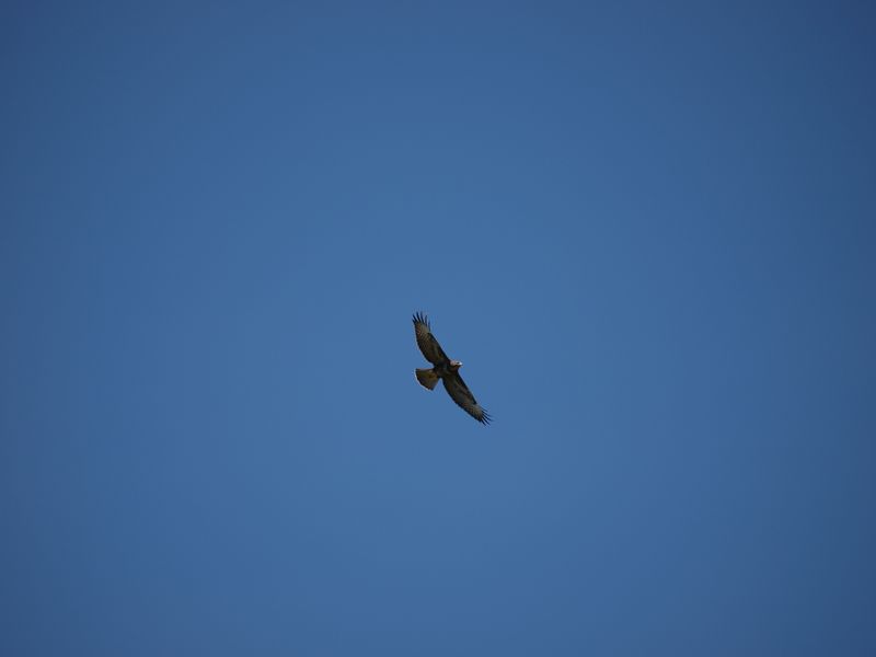 Buse en chasse 2012-08-08_Buse_03
