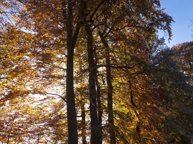 Sous les arbres 2012-10-27_Arbre_Contre-jour